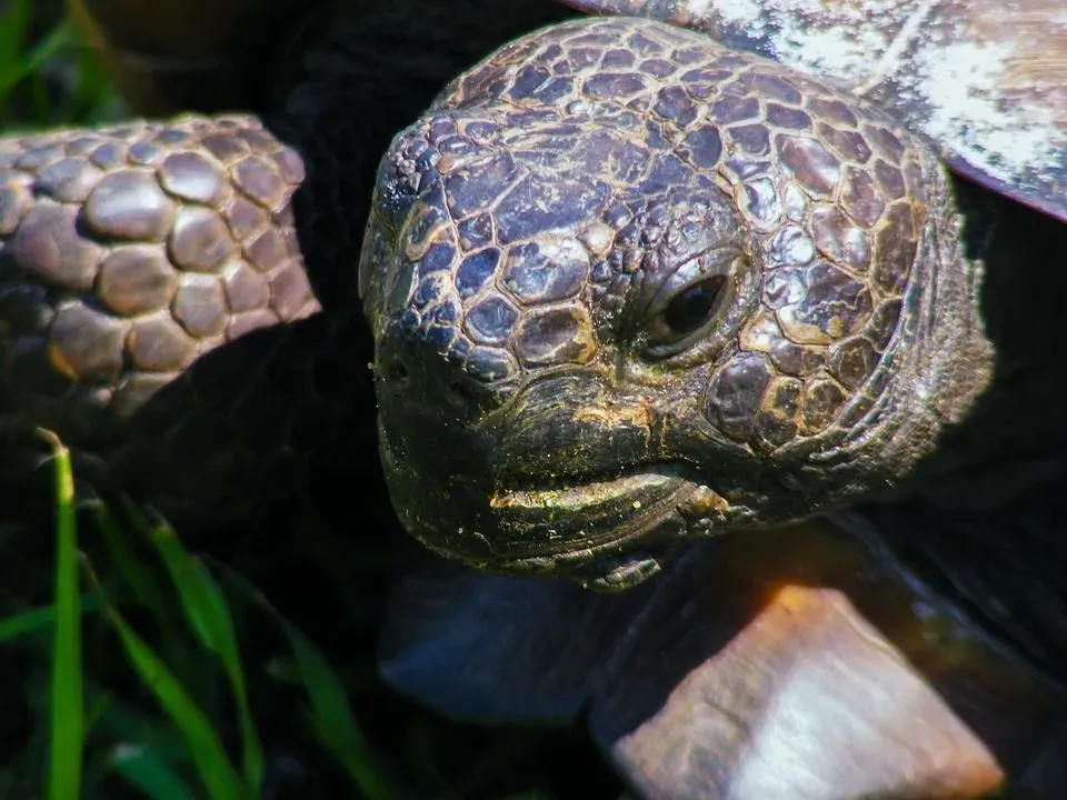 The Gopher Tortoises have shovel-like forelimbs.