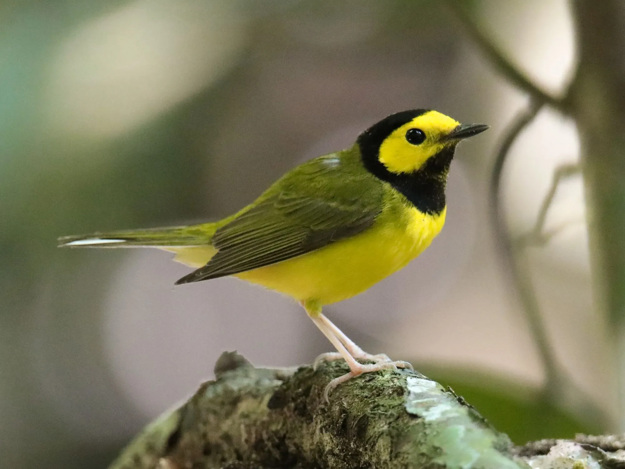 The hooded warbler's plumage is considerably different in fall than in winter.