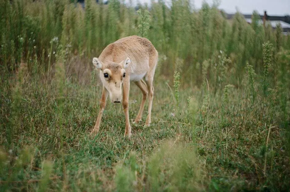 These interesting saiga antelope facts will amaze you.