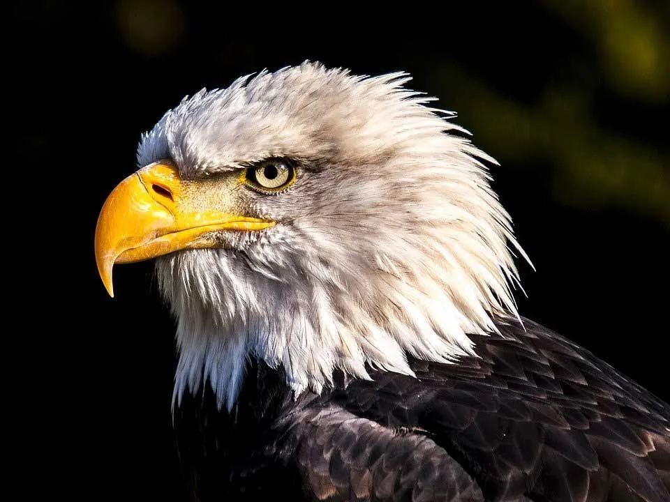 The bald eagle is a majestic bird of prey.