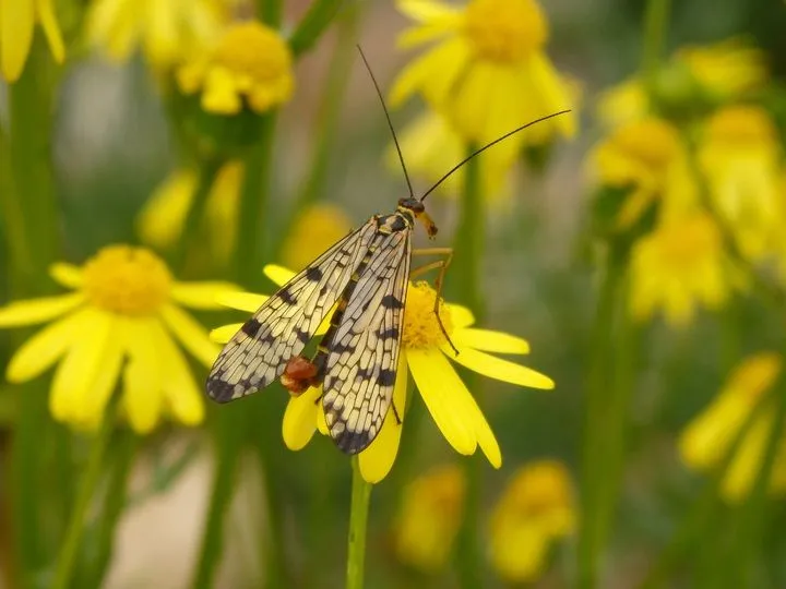 Some interesting, fun facts about the Scorpionfly.
