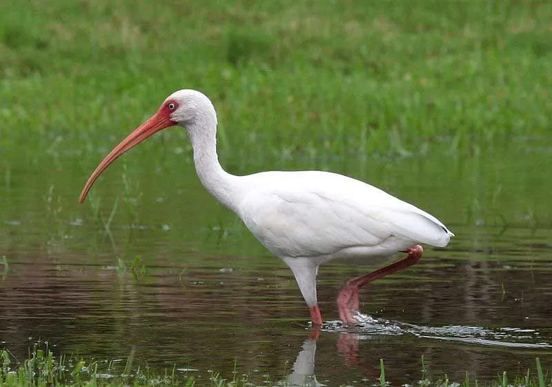 American white ibis facts illustrate their significance and habitat.