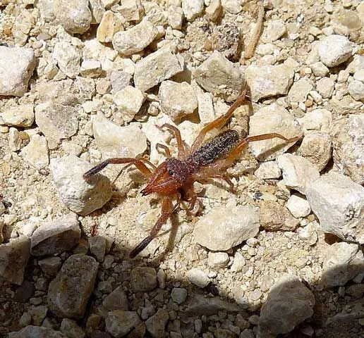 A camel spider can run at a speed of 10 mph (16 kph) .)