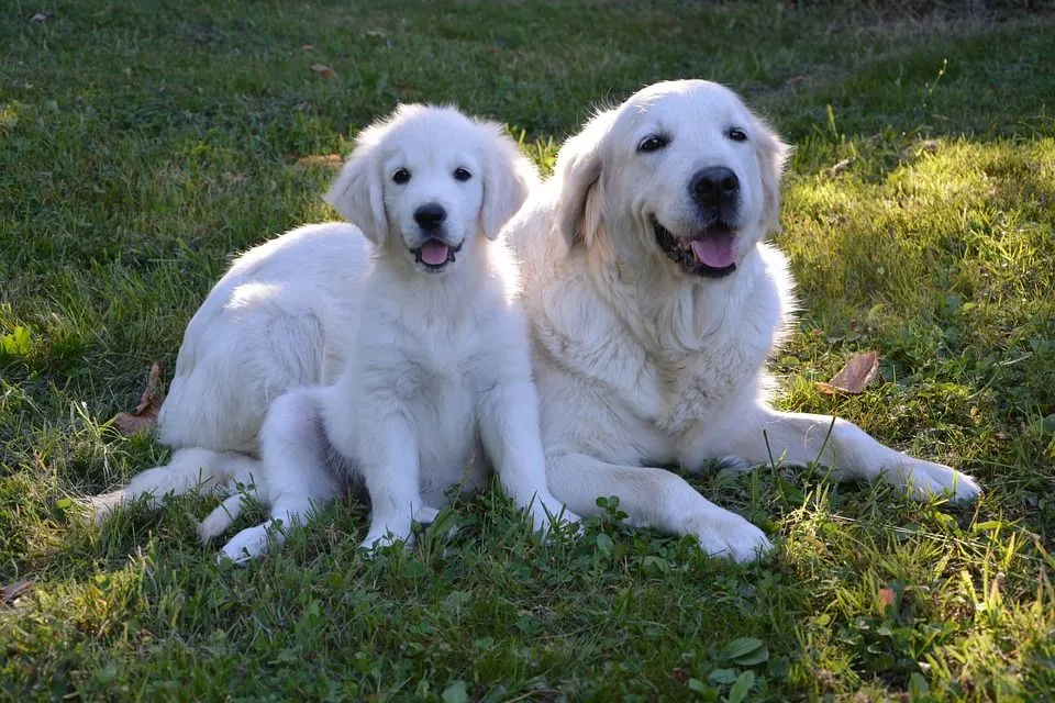 Here are the cutest Golden Retriever facts on the hunting dogs.