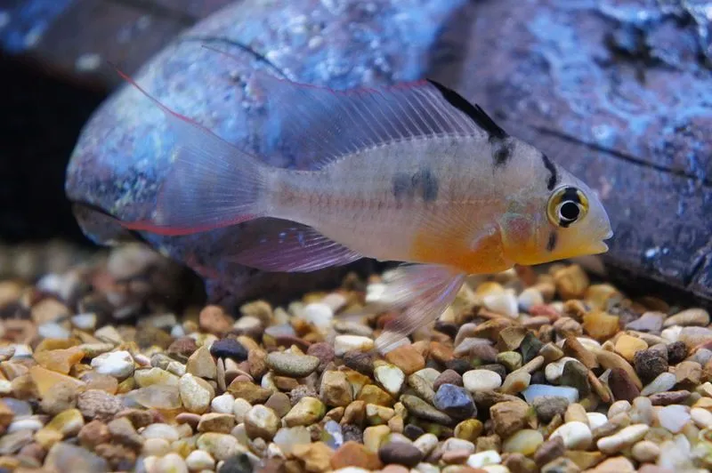 Bolivian rams (Mikrogeophagus altispinosus) are a vibrantly colored cichlid, with a bright yellow front half that blends to an olive green shade at the back.