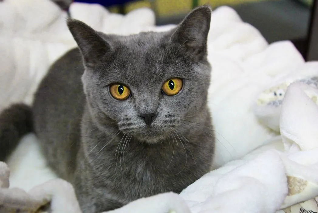 These rare Chartreux facts would make you love them