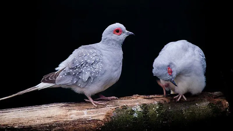 Unlike other doves and pigeons, diamond doves are not monogamous.