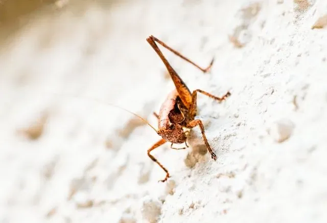 These rare camel crickets facts would make you love them.