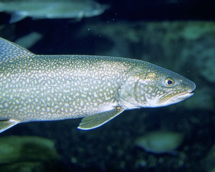 Lake trout are a long cold-water fish species.