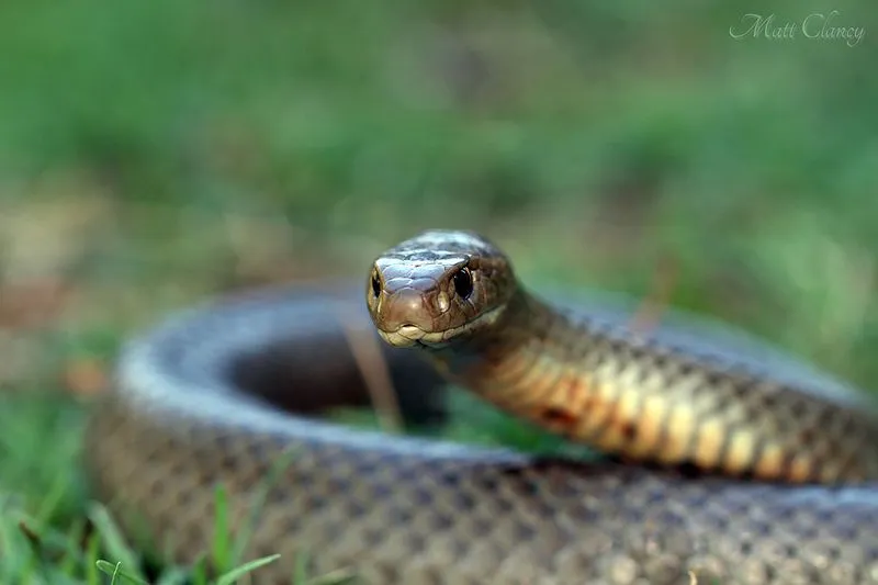 The eastern brown snake venom impacts the circulatory system.