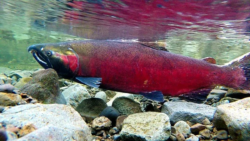 These rare coho salmon facts would make you love them