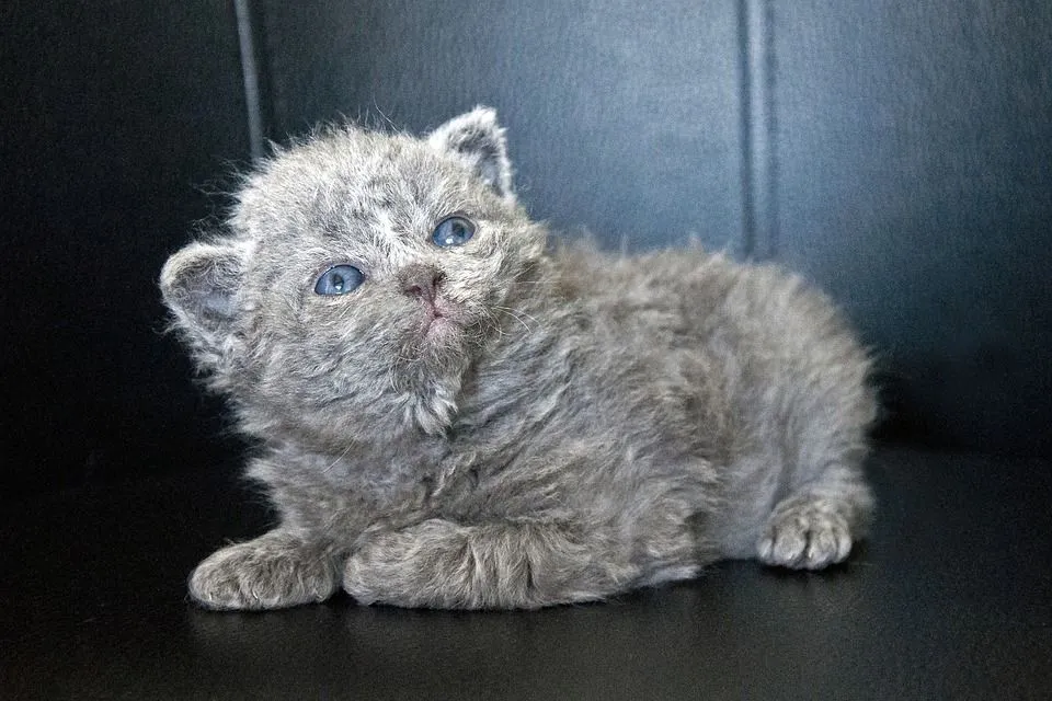 These rare selkirk rex facts would make you love them.