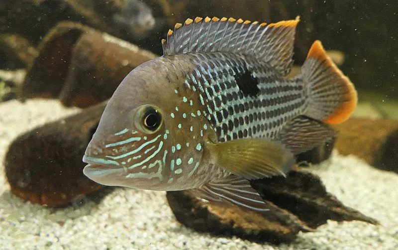Male green terror fishes are bright green and blue in color with orange color edges on their dorsal and caudal fins.