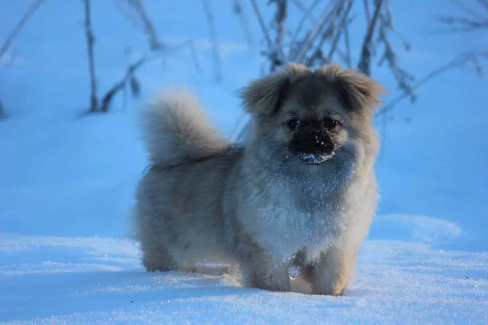 These rare Tibetan spaniel facts would make you love them