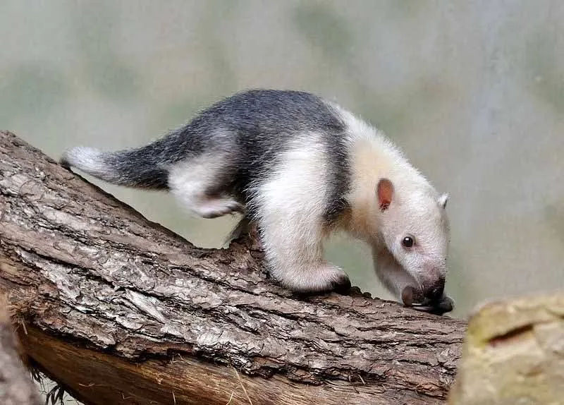 The Southern Tamandua have tiny eyes and an elongated snout.