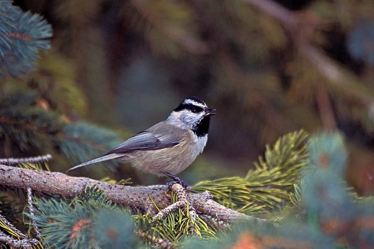 Mountain chickadee food comprises seeds, eggs, fruits, and insects.