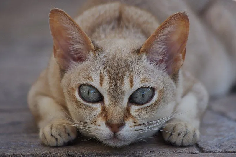 The Singapura cats are among the smallest of cat breeds weighing as little as four pounds.