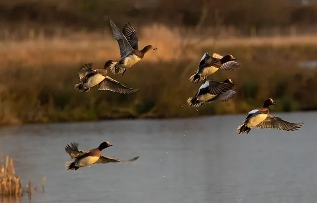 American wigeon migration takes place during the winters.
