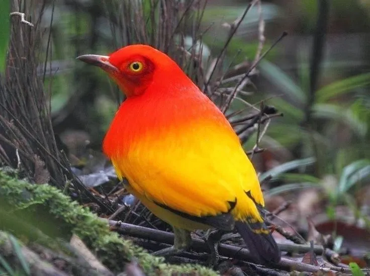 The female flame bowerbird feathers are dominated by olive green color.