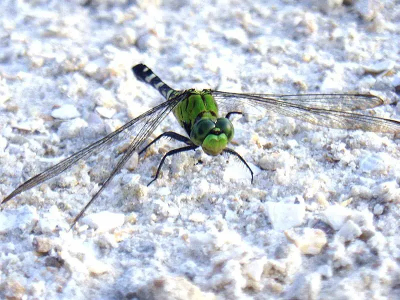 Eastern pondhawk dragonfly facts talk about their excellent eyesight.