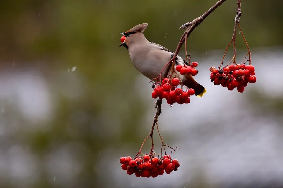 Bohemian waxwing birds have a beautiful crest.