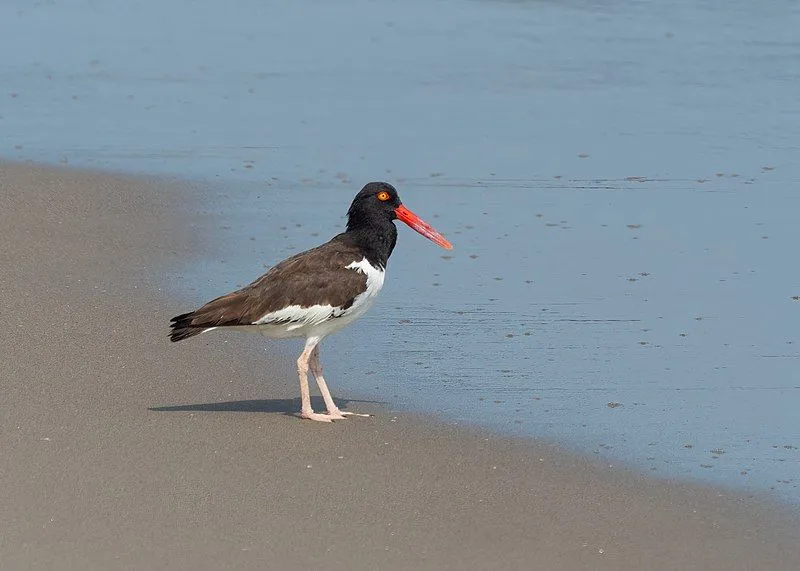 American oystercatcher facts are interesting for bird enthusiasts.
