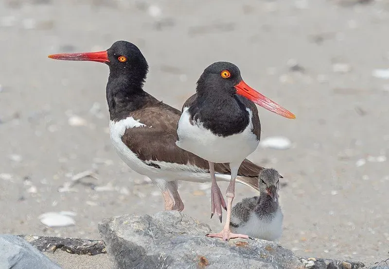 Kids love to read about the nesting habits of American oystercatchers.