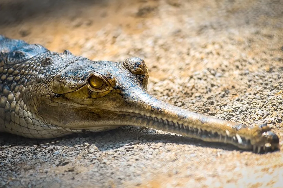 Slender snouted crocodiles have a long slender snout.