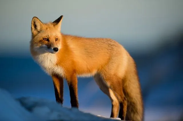 Red fox’s eyes are designed for night vision.