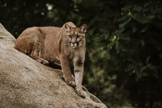 Mountain lions are camouflaged in rocky, stony habitats.