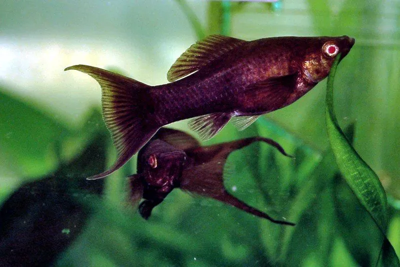 The Black Molly is a cannibalistic fish that means it eats its young ones.
