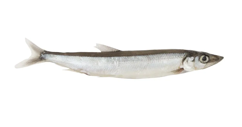 A smelt fish Capelin similar to Herring can be found on the cold beach.