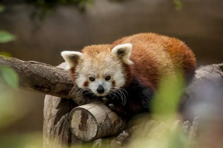 Did You Know Incredible Red Pandas Facts