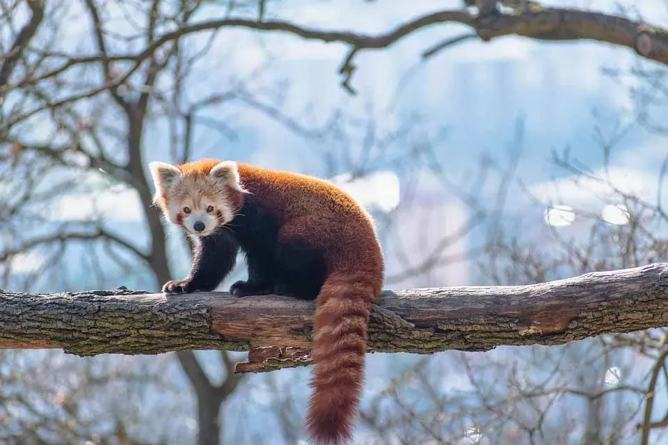 Did You Know Incredible Red Pandas Facts