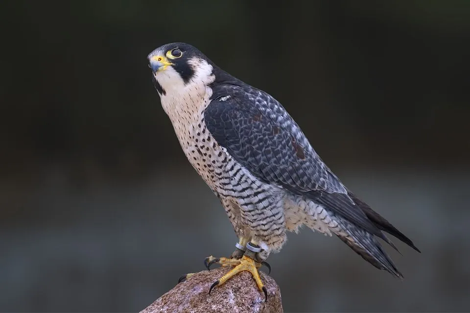 Enjoy reading these peregrine falcons facts and these beautiful North American birds of prey.