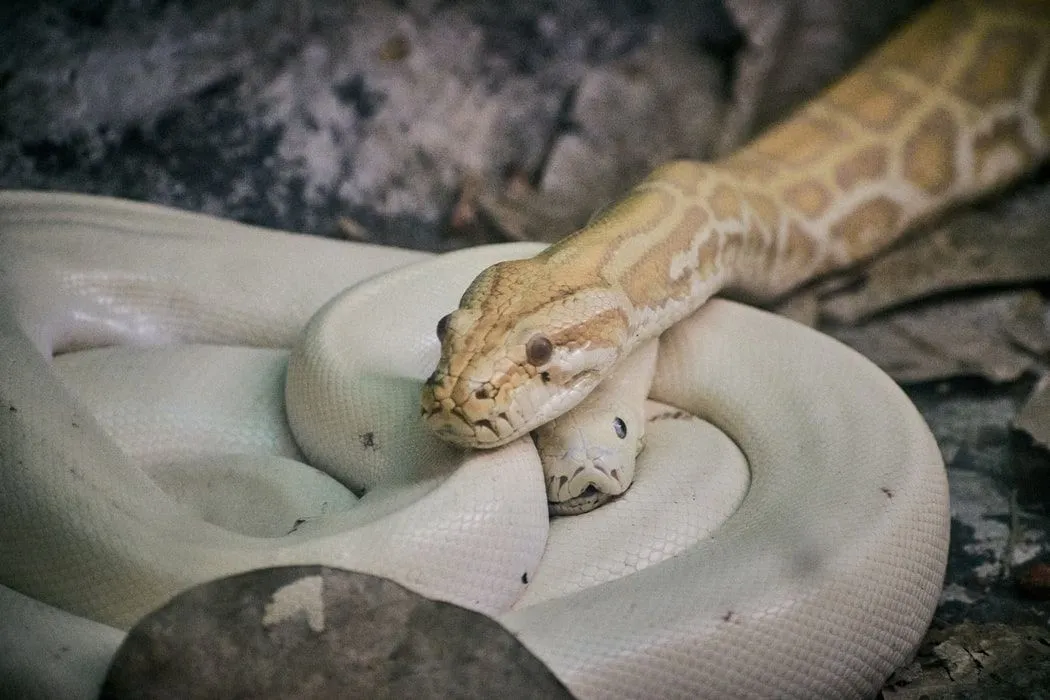 Plain-bellied water snakes are ovoviviparous.
