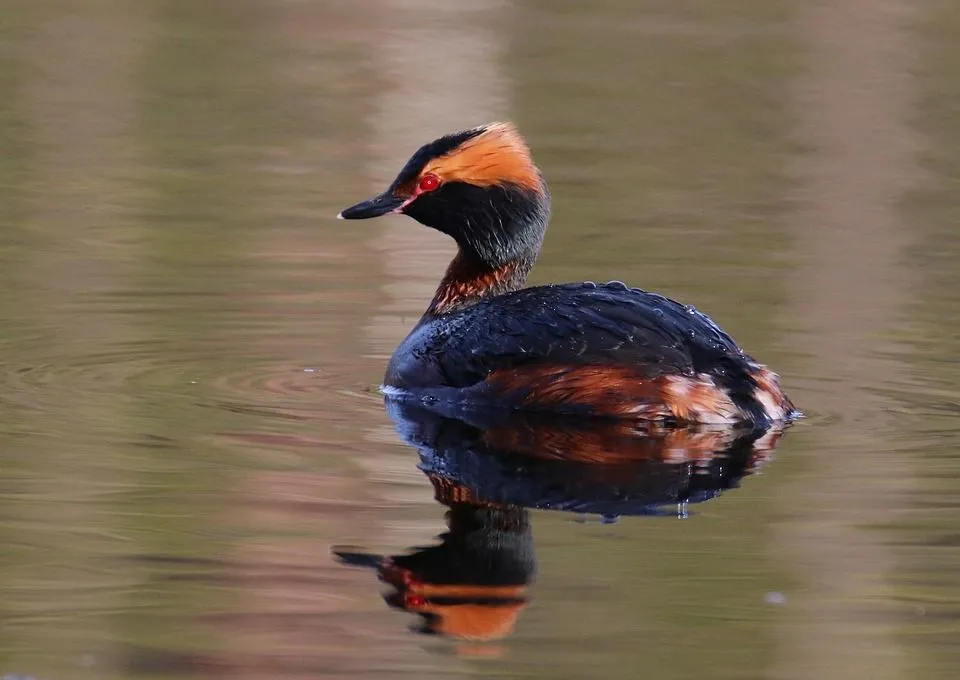 Horned grebes can be found in lakes and ponds.