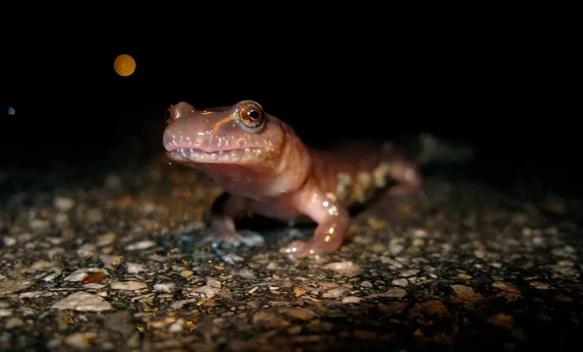 Bright skin colors usually indicate that the salamanders are poisonous.