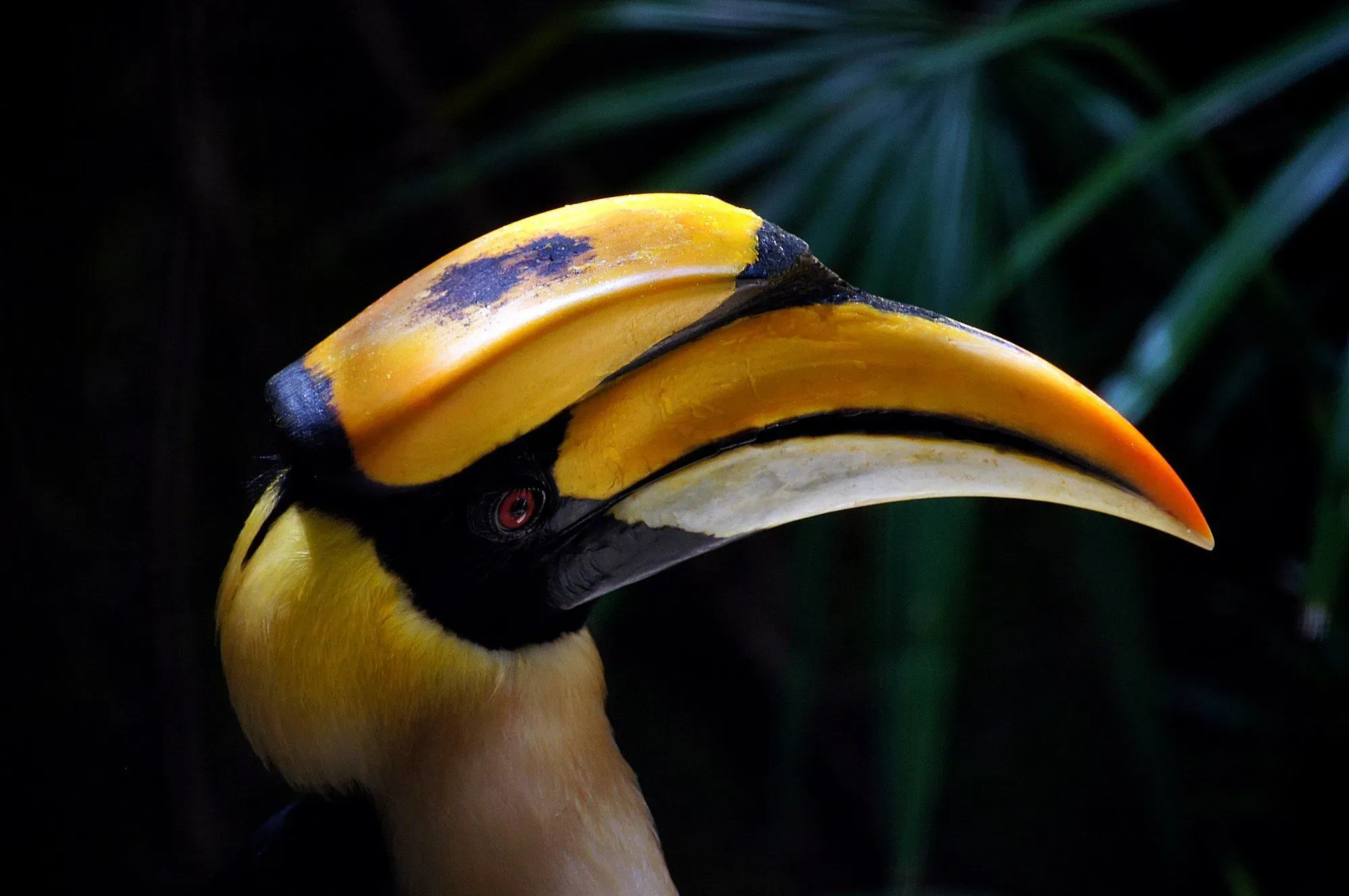The size of the casques of hornbills is seen as a measurement tool of superiority.