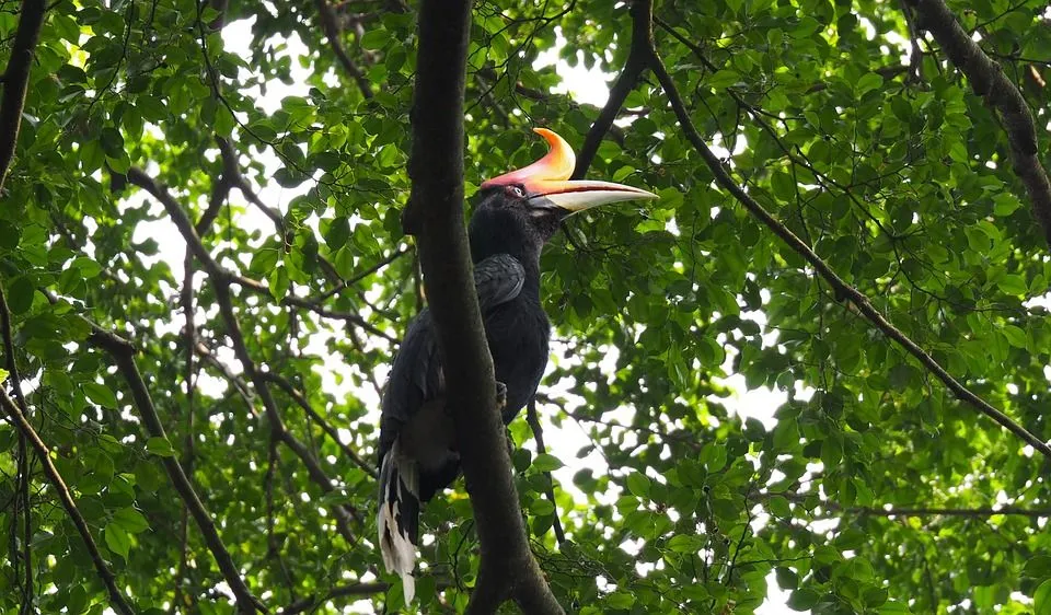 Great hornbill facts for kids are interesting to read.