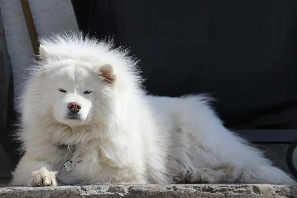 Samoyeds are a very gentle and cute breed.