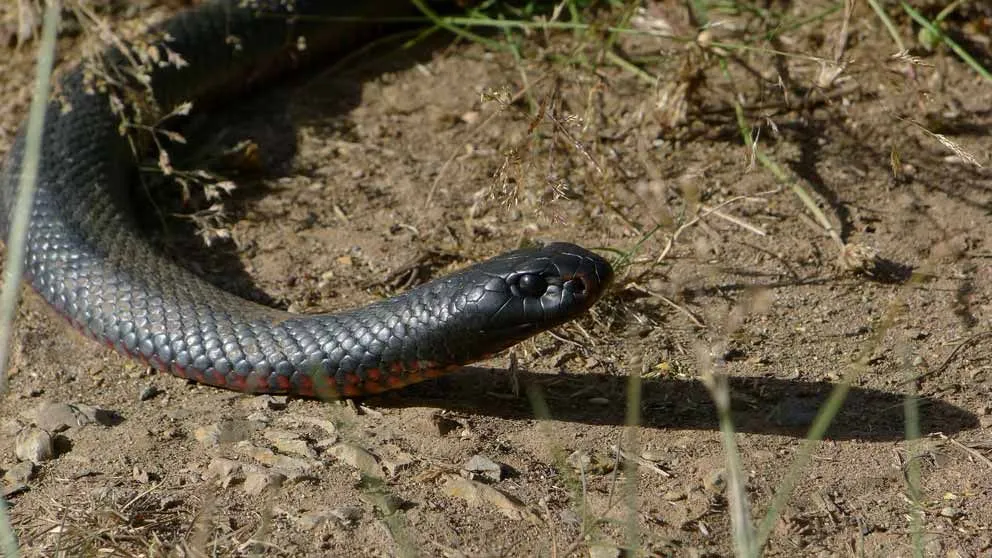 Red-bellied black snakes are amazing animals.