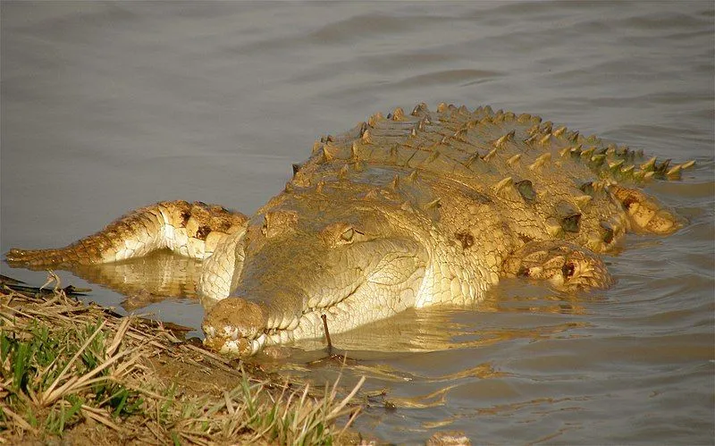 Orinoco crocodiles are an amazing species of reptiles.