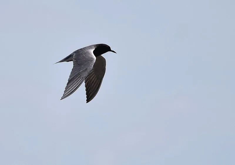 Black tern facts are fun for kids.