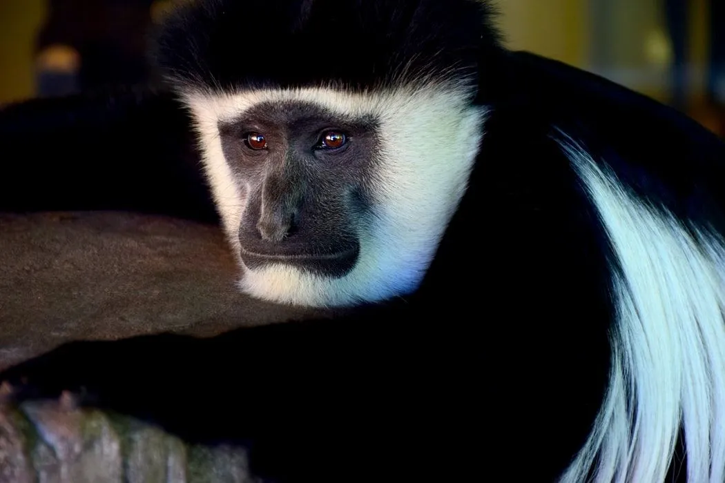 Here are the enchanting Colobus monkey and more details about it.