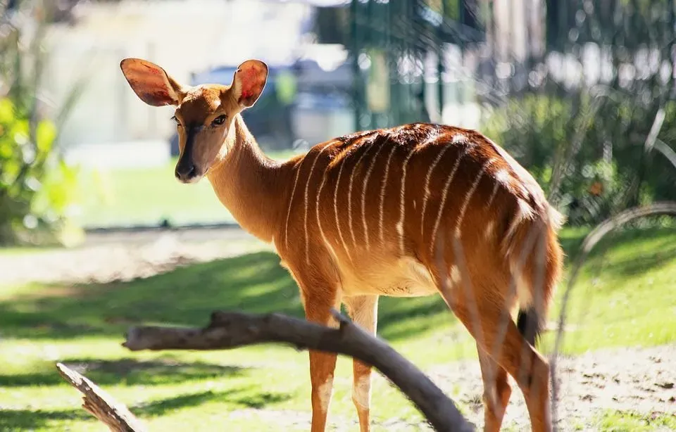 The male and female Nyala are different in physical attributes.