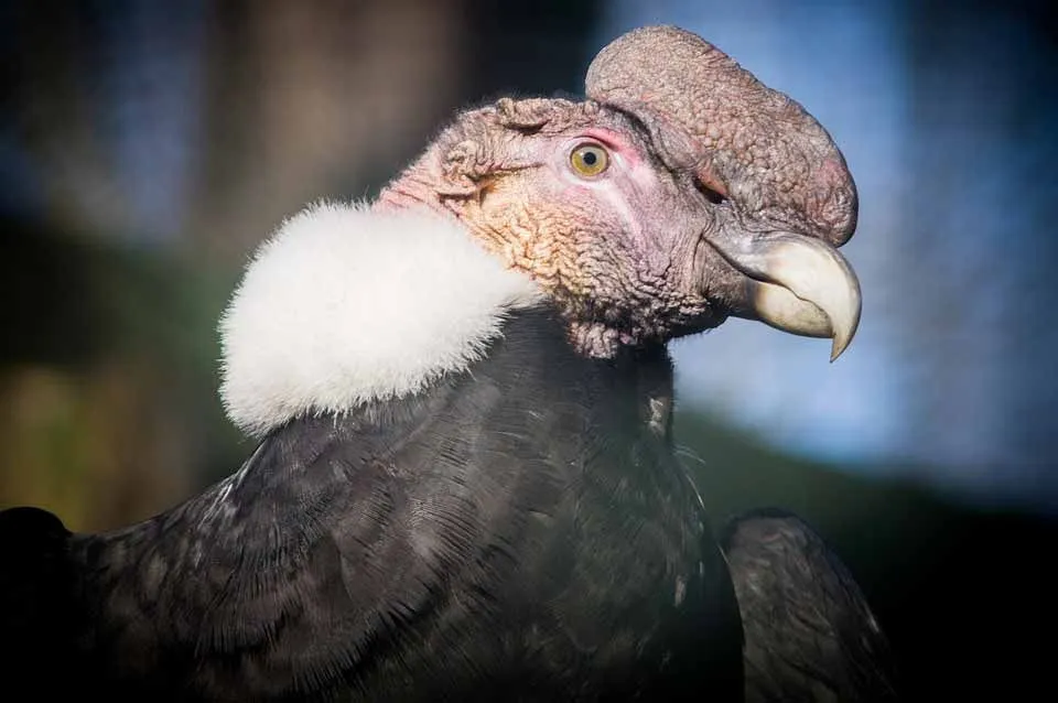 Andean condors have a bald head and neck with the males flaunting a white fluffy collar.