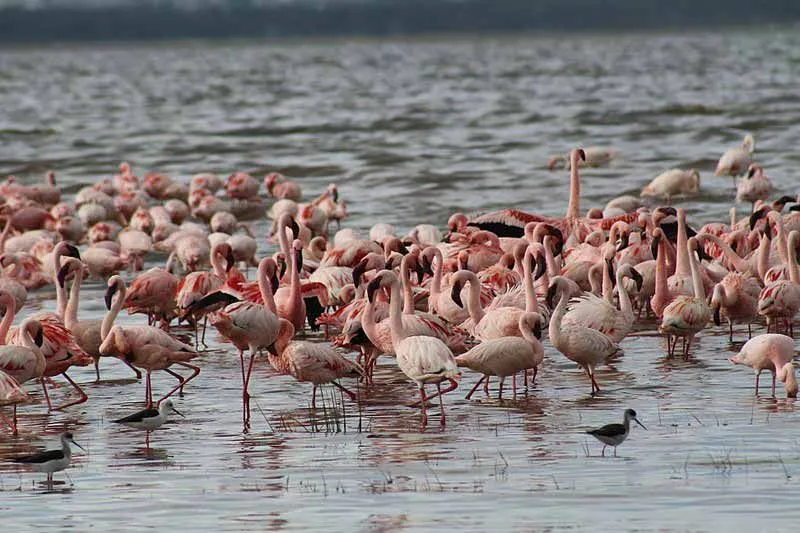 Lesser flamingo facts about their population are interesting to read