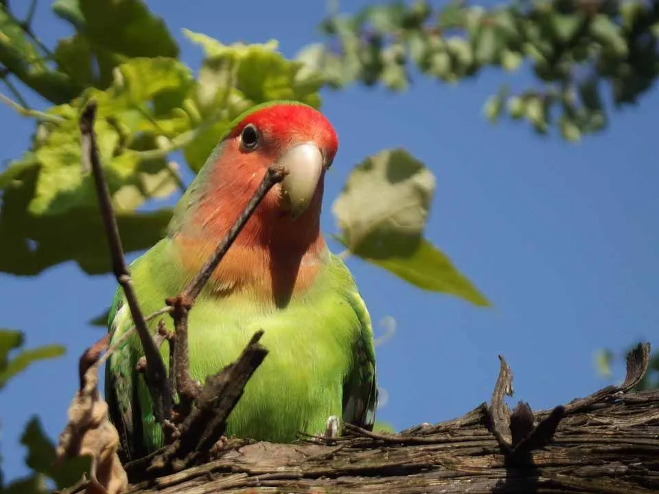 Amaze-wing Facts About The Peach Faced Lovebird For Kids
