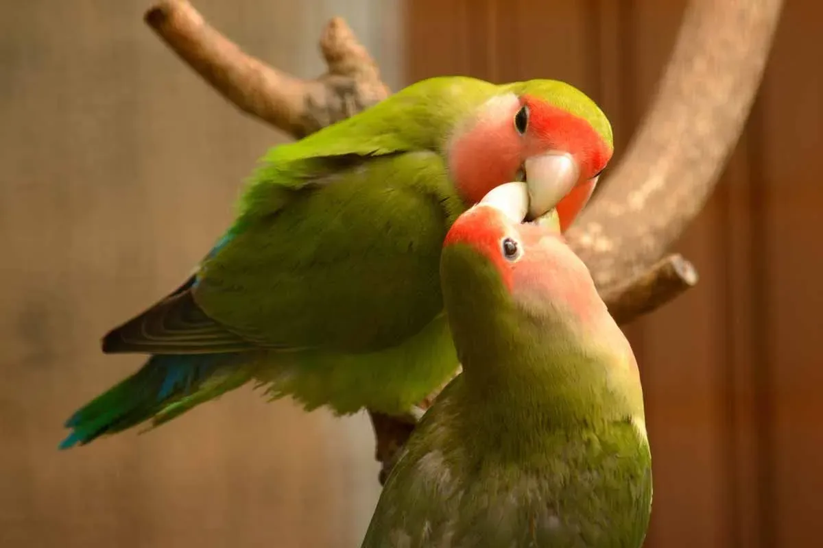 Peach-faced lovebird training is an extremely important part of keeping them as pets.